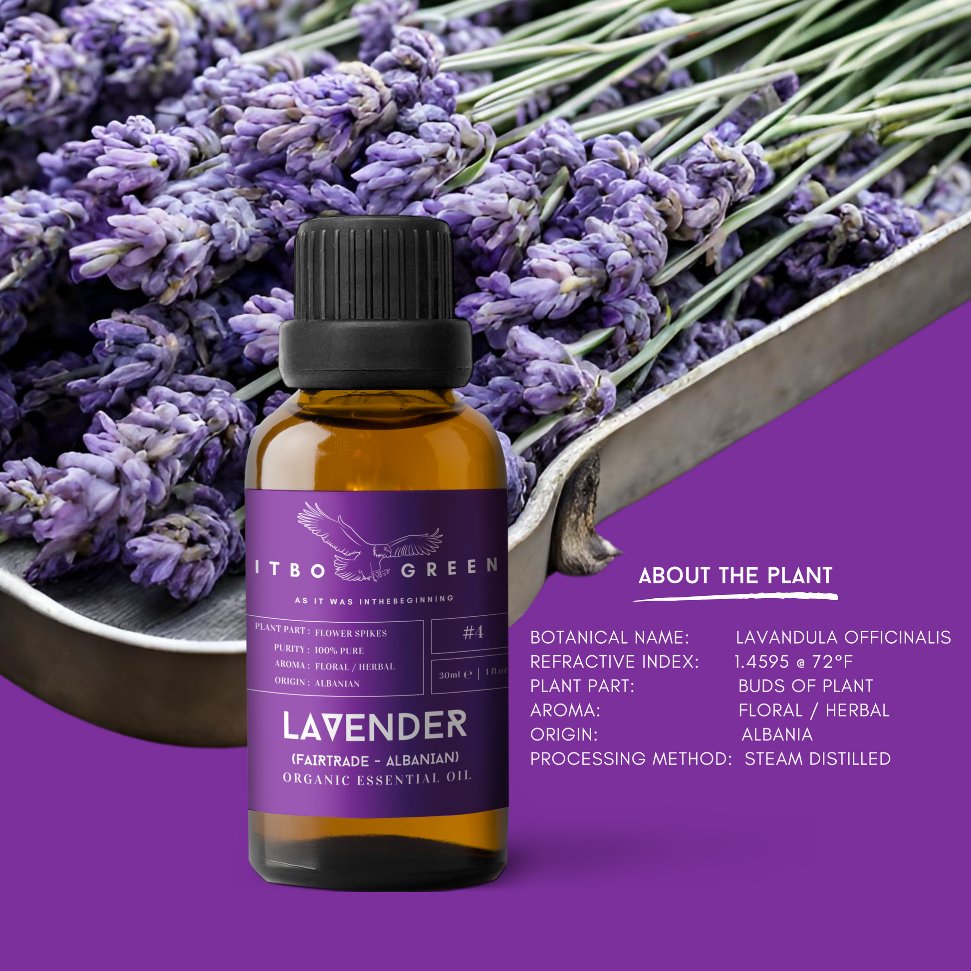 Organic Fair Trade Albanian Lavender  Essential Oil | 30ml / 1oz UV Bottle | Pure Floral Oil | Unblended | Aromatherapy | Vegan | Spirituality| Nature Heals - ITBO Green