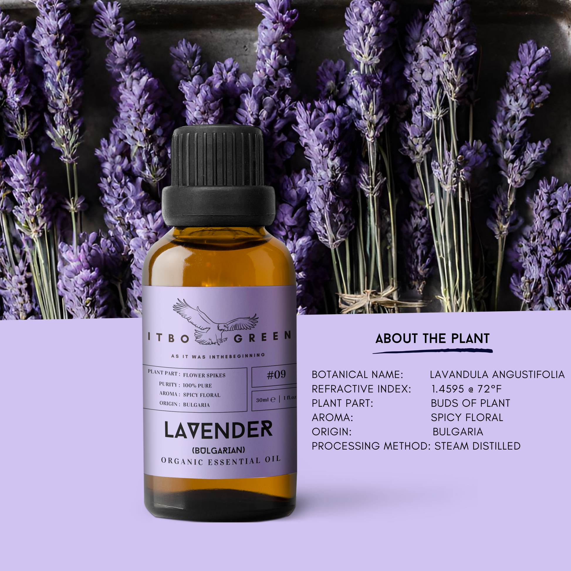 Organic Bulgarian Lavender Essential Oil | 30ml / 1oz UV Bottle | Pure Floral Oil | Unblended | Aromatherapy | Vegan | Spirituality| Nature Heals - ITBO Green