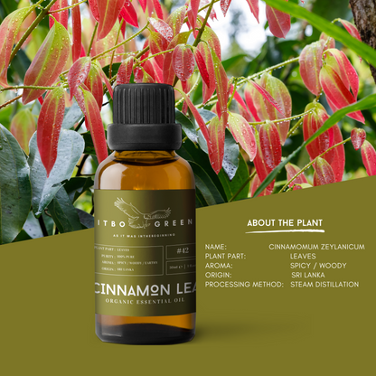 Organic Cinnamon Leaf Essential Oil | 30ml / 1oz UV Bottle | Unblended | Aromatherapy | Vegan | Spirituality| Nature Heals - ITBO Green