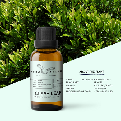 Organic Clove Leaf Essential Oil | 30ml / 1oz UV Bottle | Unblended | Aromatherapy | Vegan | Spirituality| Nature Heals - ITBO Green