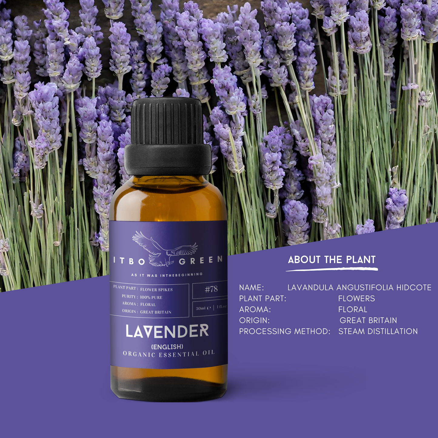 Organic English Lavender Essential Oil | 30ml / 1oz UV Bottle | Unblended | Aromatherapy | Vegan | Spirituality| Nature Heals - ITBO Green