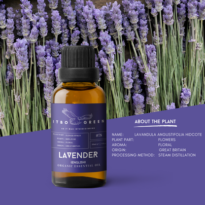 Organic English Lavender Essential Oil | 30ml / 1oz UV Bottle | Unblended | Aromatherapy | Vegan | Spirituality| Nature Heals - ITBO Green