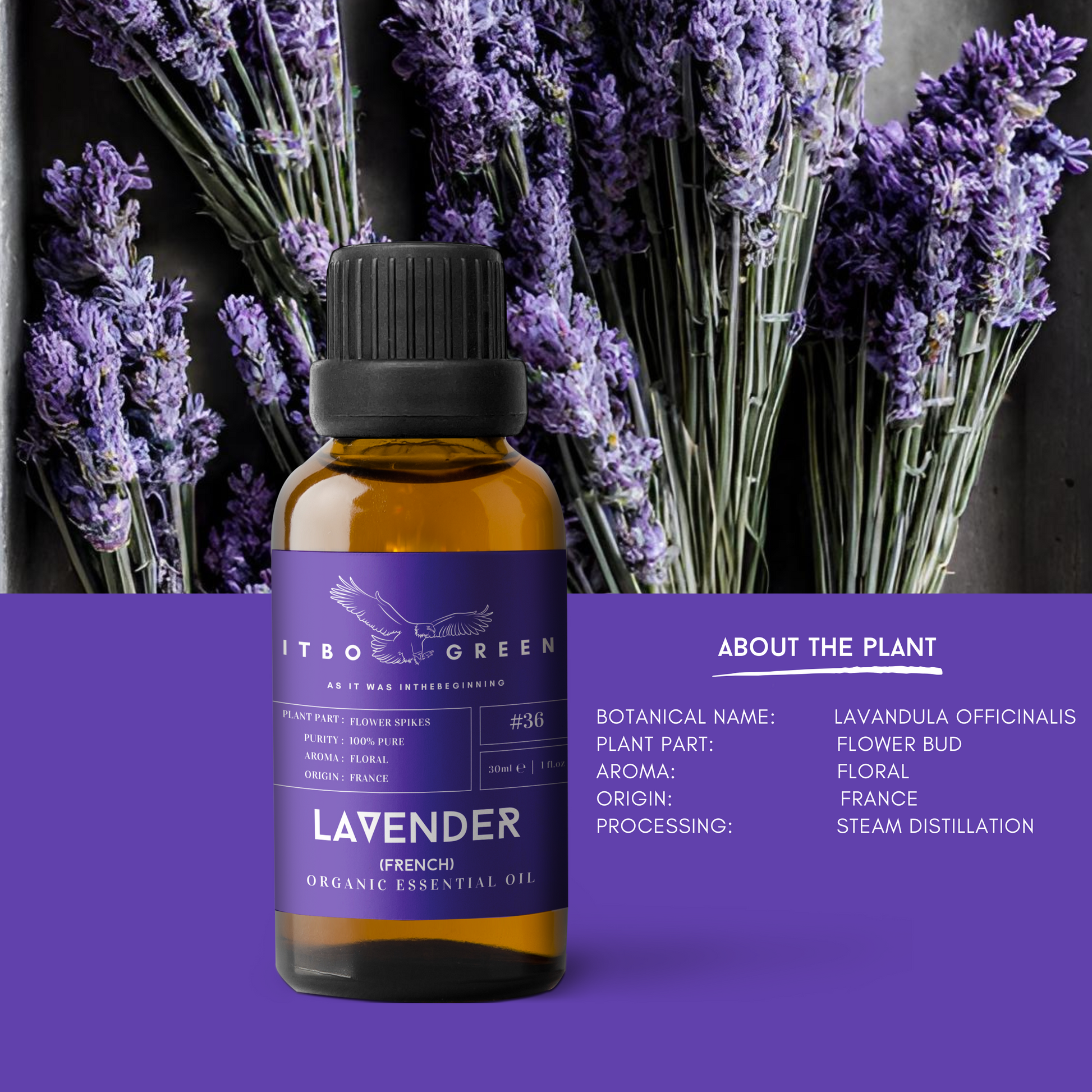 Organic French Lavender Essential Oil | 30ml / 1oz UV Bottle | Pure Floral Oil | Unblended | Aromatherapy | Vegan | Spirituality| Nature Heals - ITBO Green