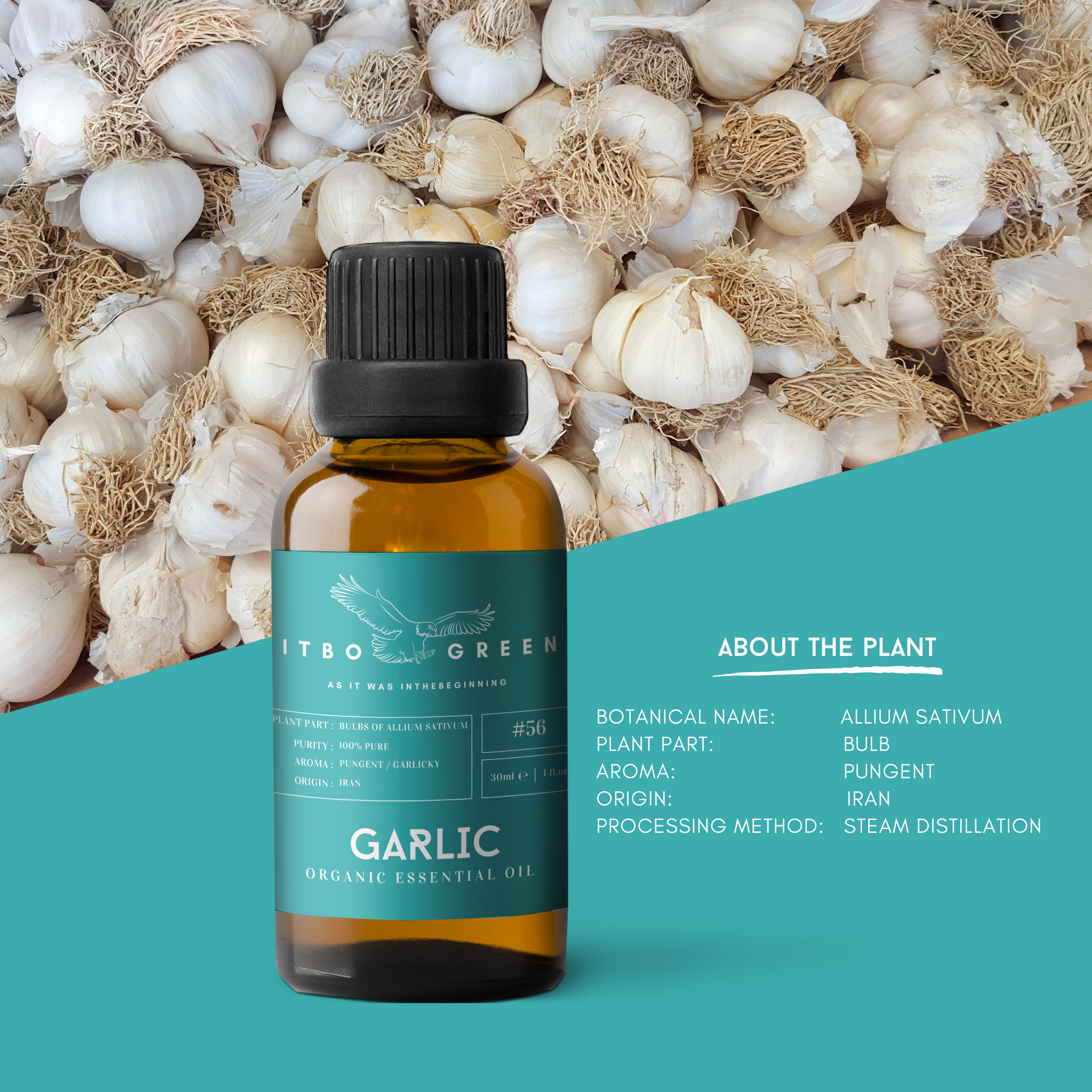 Organic Garlic Essential Oil | 30ml / 1oz UV Bottle | Unblended | Aromatherapy | Vegan | Spirituality| Nature Heals - ITBO Green