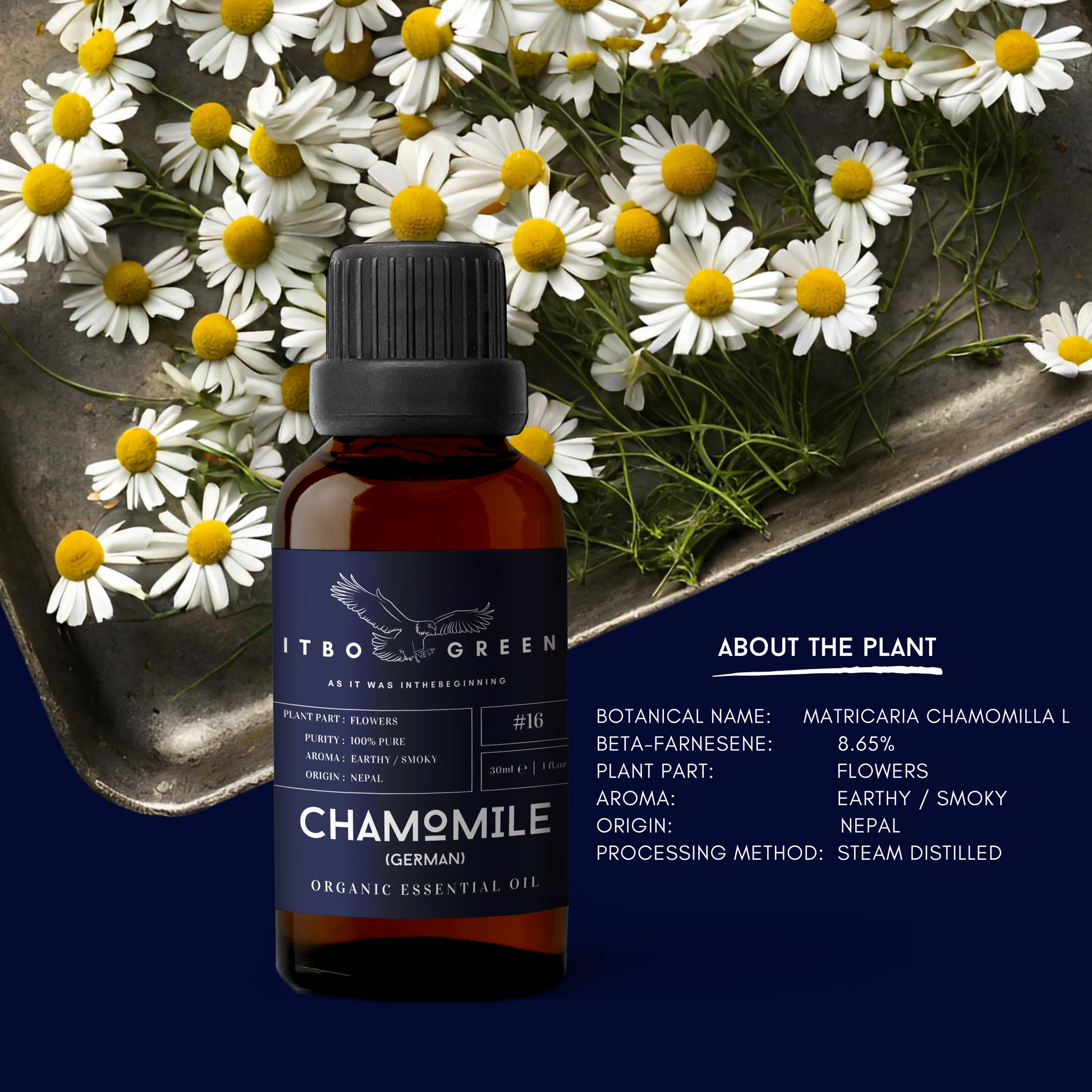 Organic German Chamomile Essential Oil | 30ml / 1oz UV Bottle | Pure Earthy Oil | Unblended | Aromatherapy | Vegan | Spirituality| Nature Heals - ITBO Green