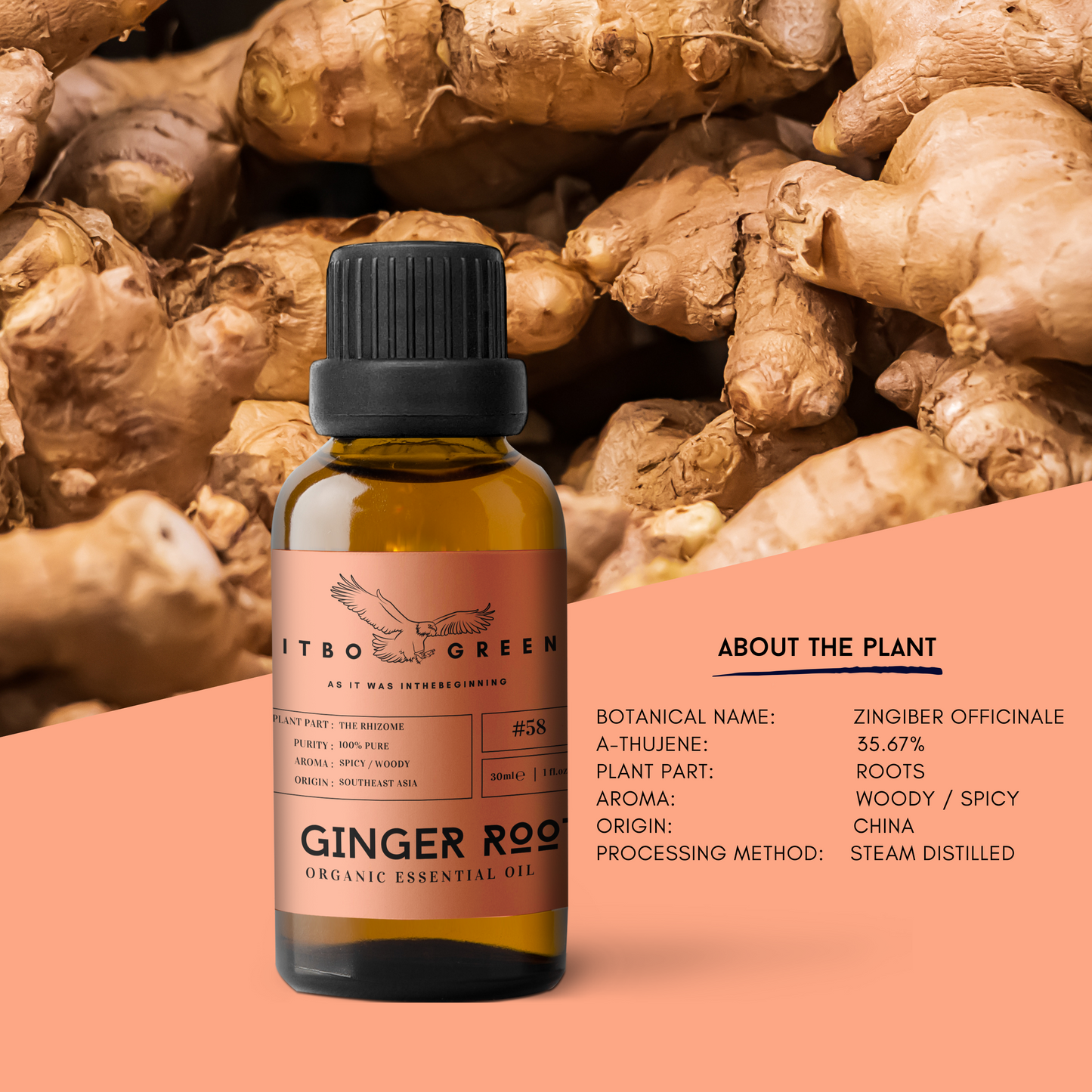 Organic Ginger Root Essential Oil | 30ml / 1oz UV Bottle | Unblended | Aromatherapy | Vegan | Spirituality| Nature Heals - ITBO Green