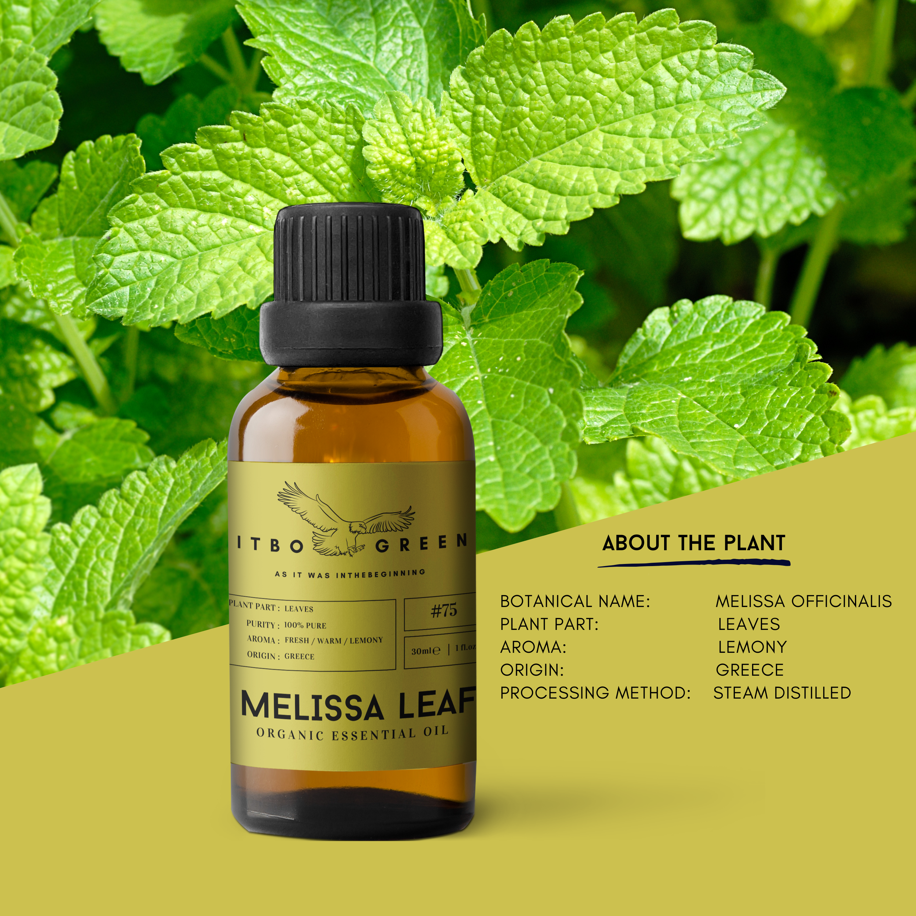 Organic Melissa Leaf Essential Oil