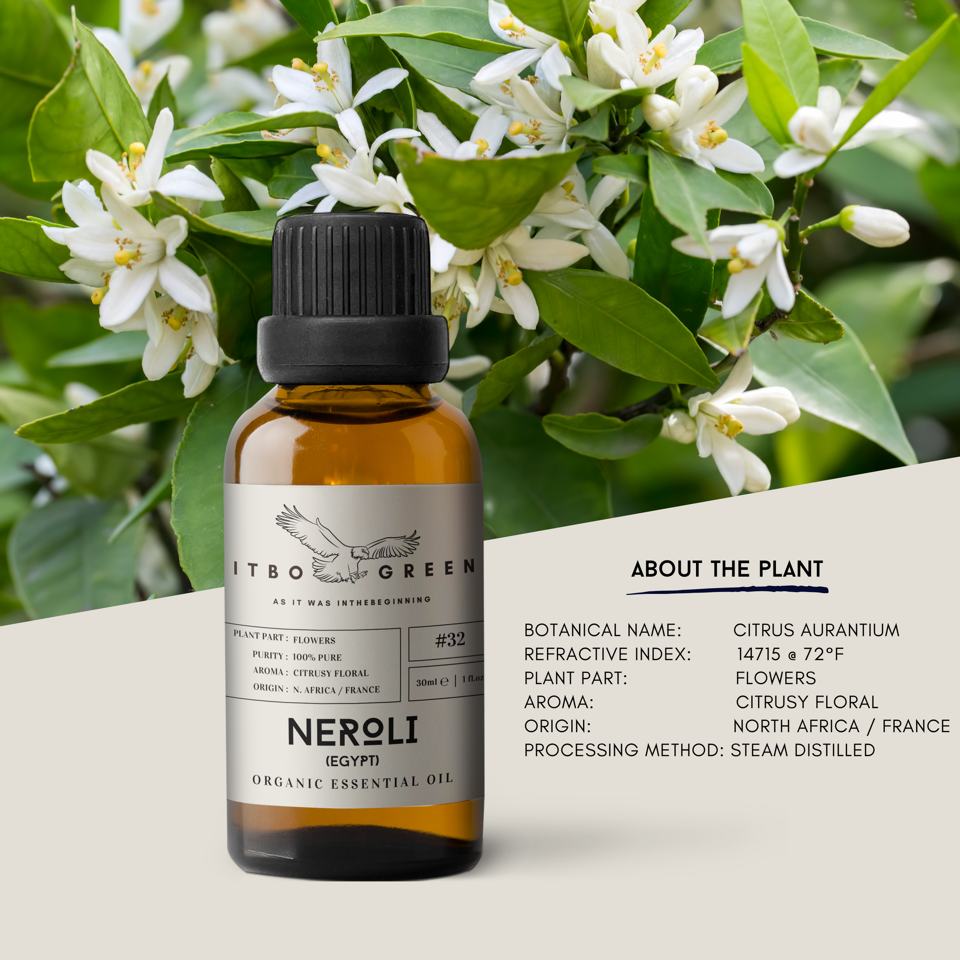 Organic Egyptian Neroli Essential Oil | 30ml / 1oz UV Bottle | Pure Floral Oil | Unblended | Aromatherapy | Vegan | Spirituality| Nature Heals - ITBO Green