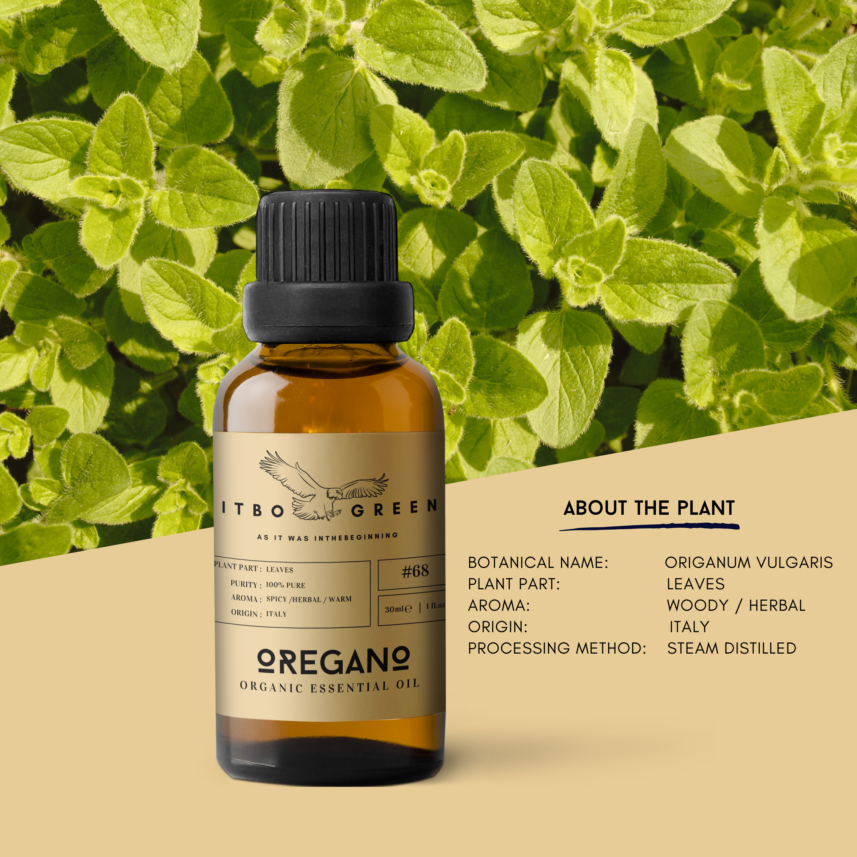 Aceite esencial de orégano orgánico