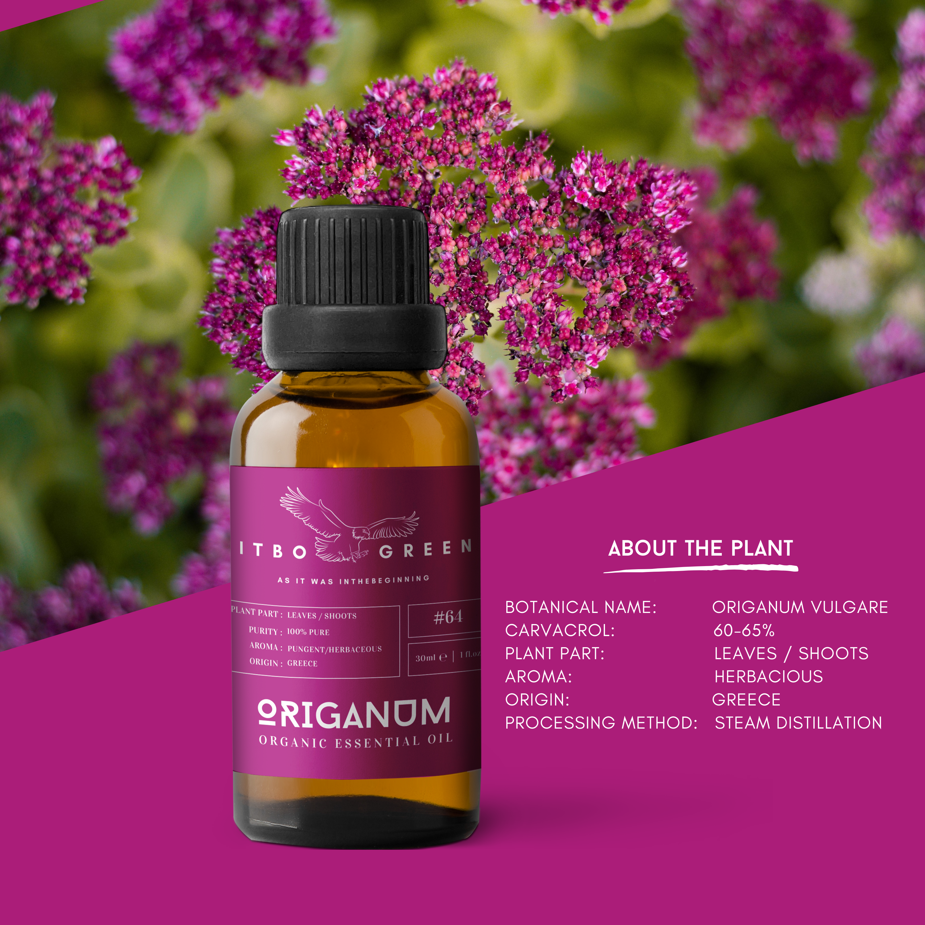 Organic Origanum Essential Oil