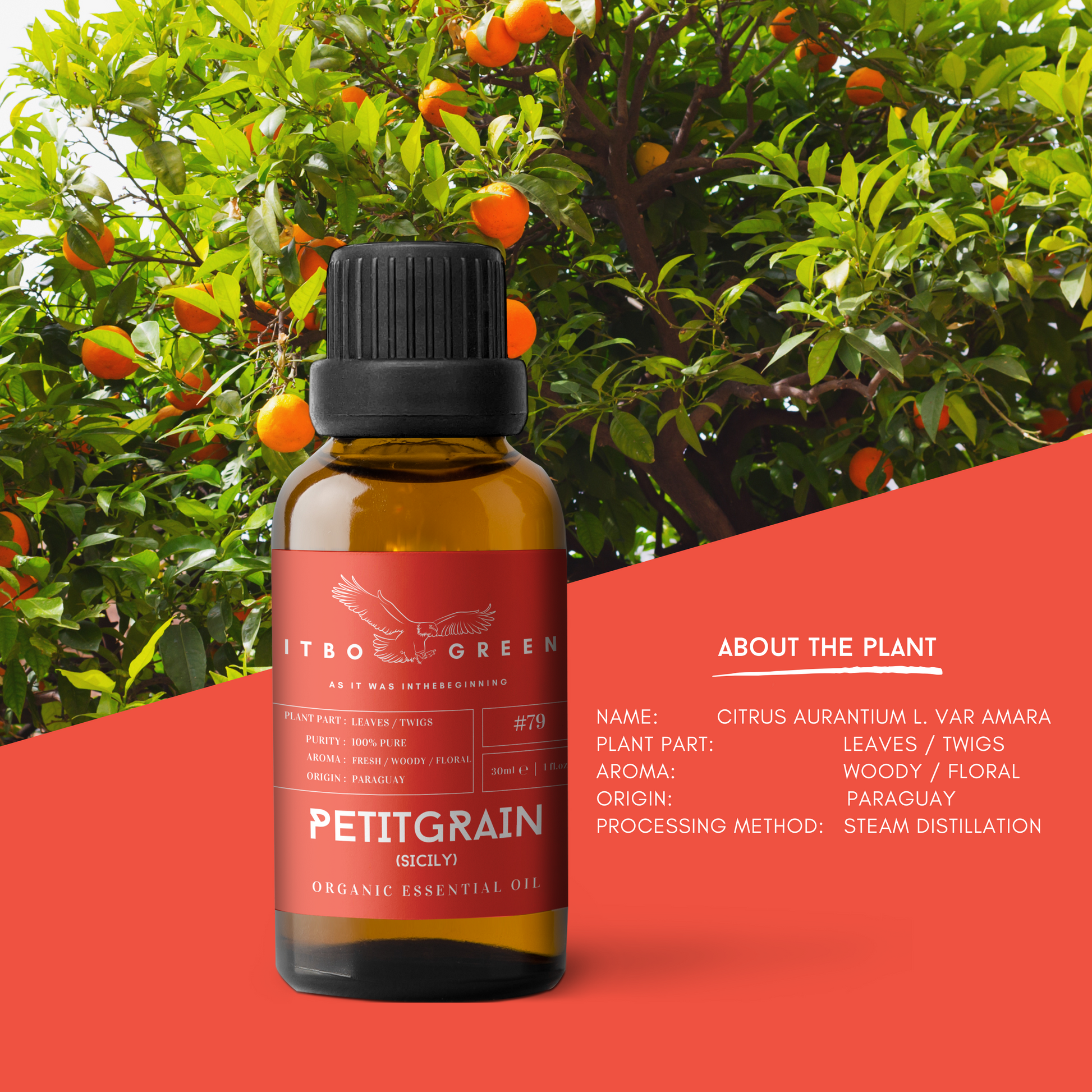 Organic Petitgrain (Sicily) Essential Oil | 30ml / 1oz UV Bottle | Unblended | Aromatherapy | Vegan | Spirituality| Nature Heals - ITBO Green