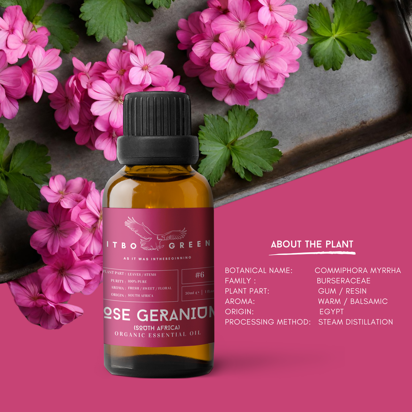Organic Rose Geranium (South Africa) Essential Oil | 30ml / 1oz UV Bottle | Pure Woody Oil | Unblended | Aromatherapy | Vegan | Spirituality| Nature Heals - ITBO Green