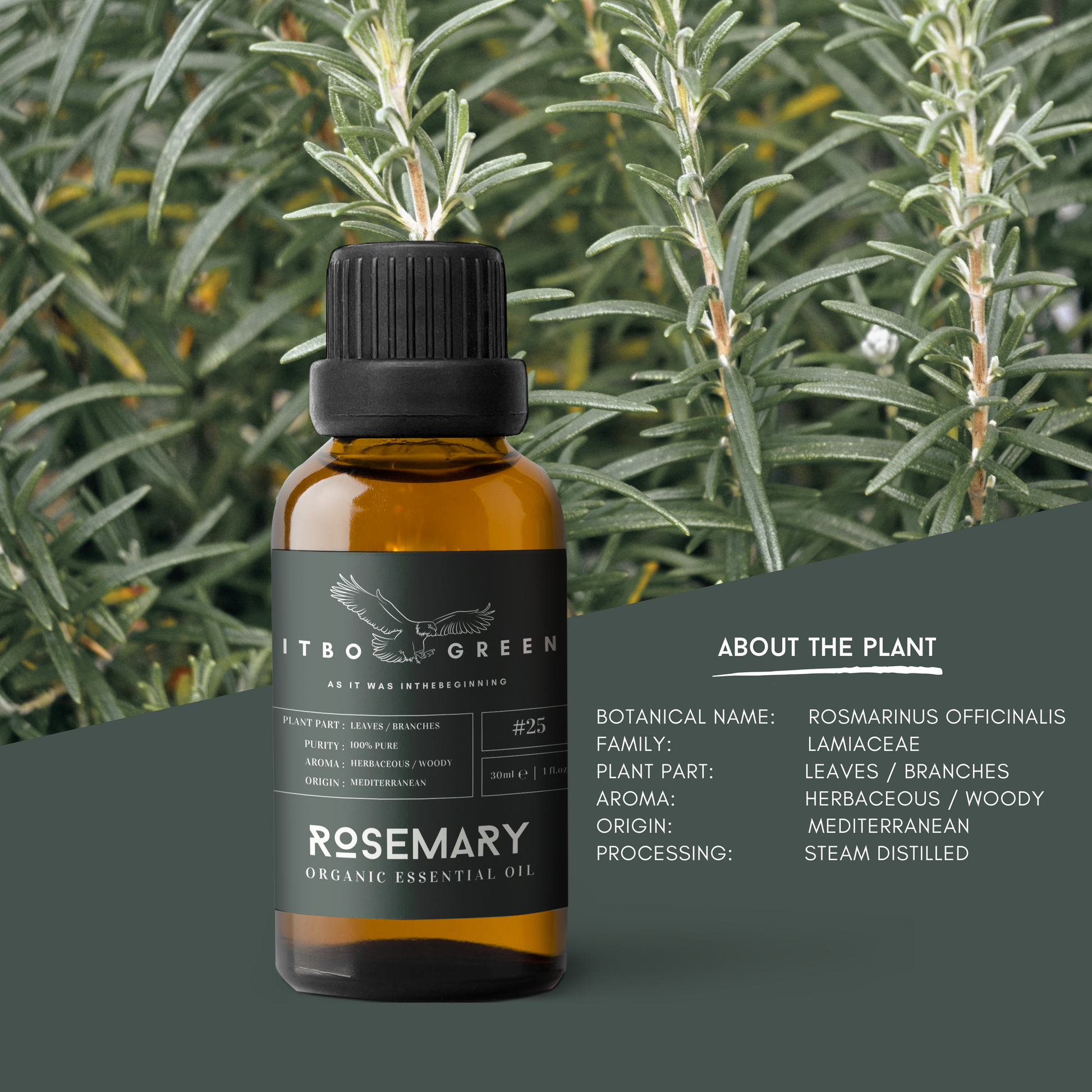 Organic Rosemary (Morocco) Essential Oil | 30ml / 1oz UV Bottle | Pure Herbaceous Oil | Unblended | Aromatherapy | Vegan | Spirituality| Nature Heals - ITBO Green