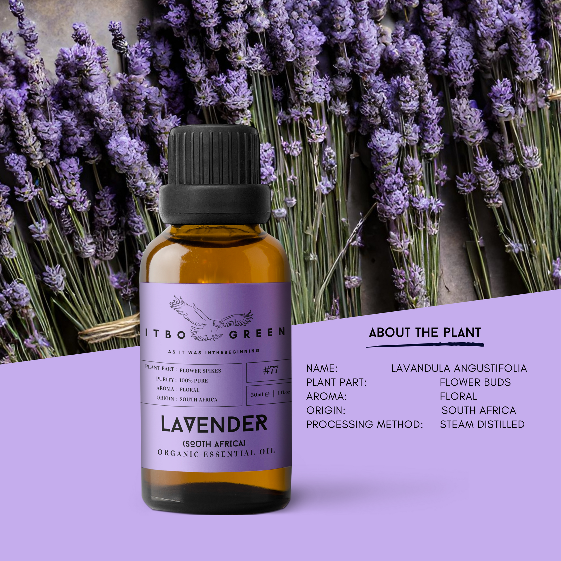 Organic South African Lavender Essential Oil | 30ml / 1oz UV Bottle | Unblended | Aromatherapy | Vegan | Spirituality| Nature Heals - ITBO Green
