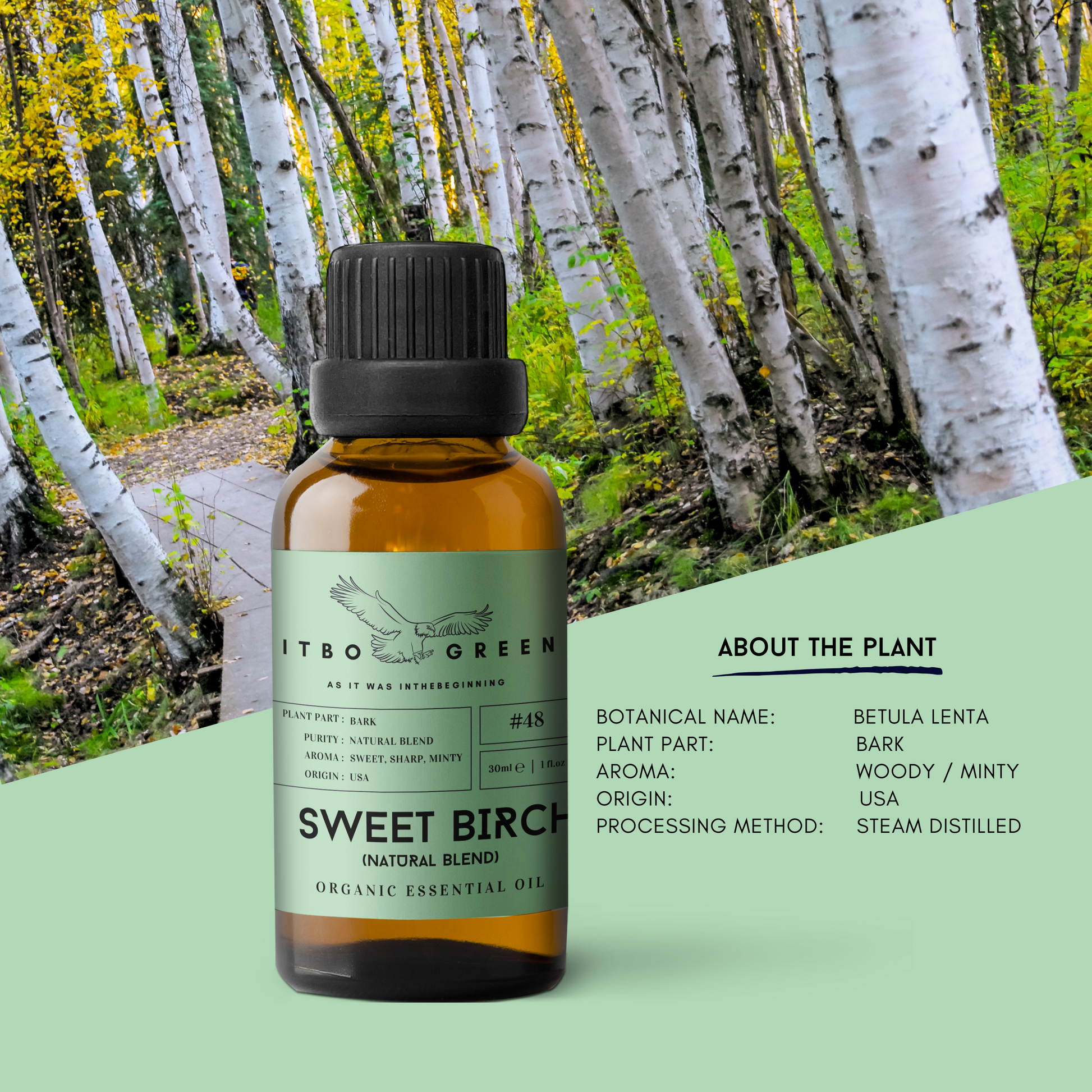 Organic Sweet Birch Essential Oil | 30ml / 1oz UV Bottle | Unblended | Aromatherapy | Vegan | Spirituality| Nature Heals - ITBO Green