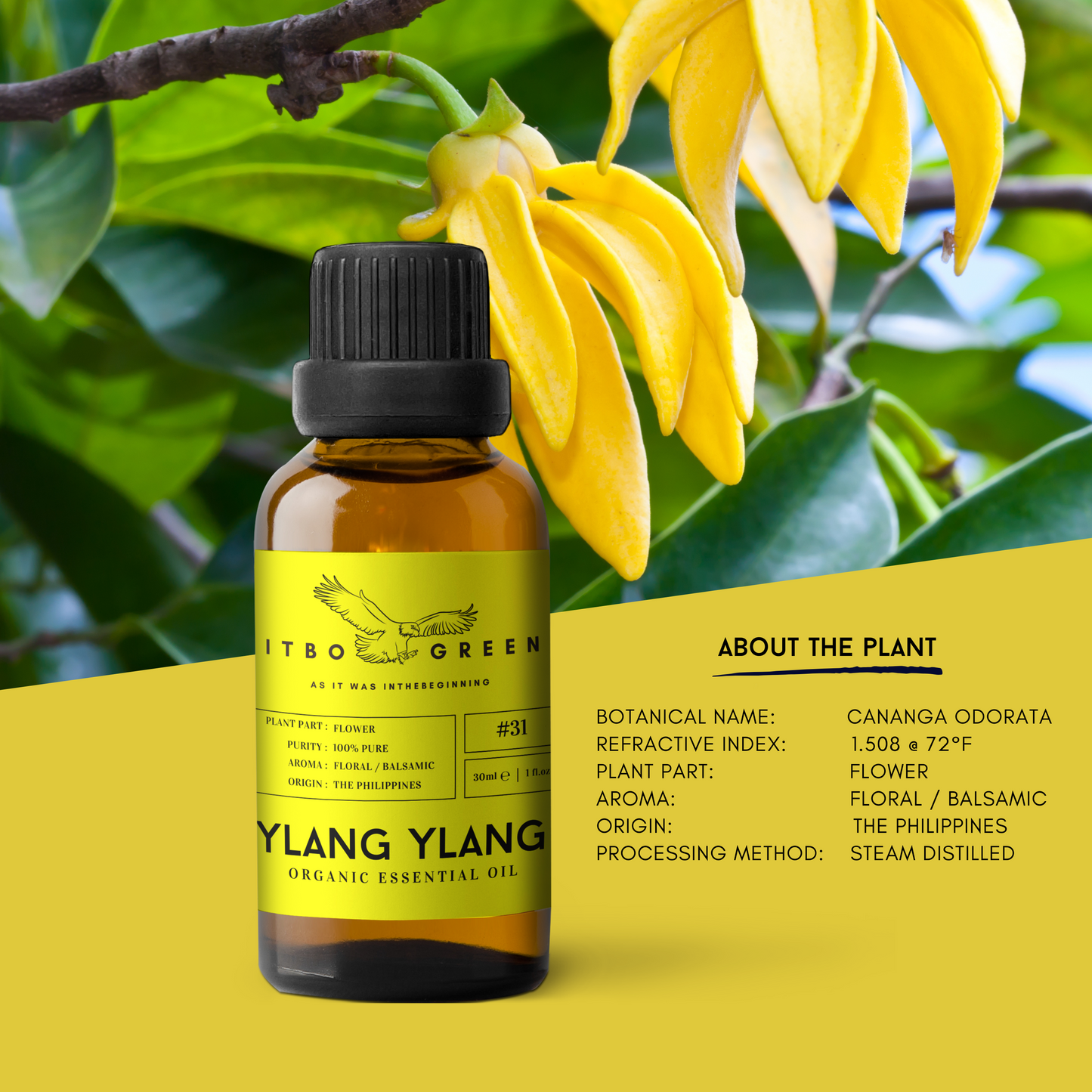 Organic Ylang Ylang Essential Oil | 30ml / 1oz UV Bottle | Pure Floral Oil | Unblended | Aromatherapy | Vegan | Spirituality| Nature Heals - ITBO Green